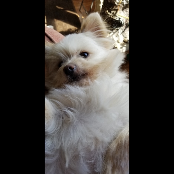 Meet your Posher, Kimber - Picture 7 of 12